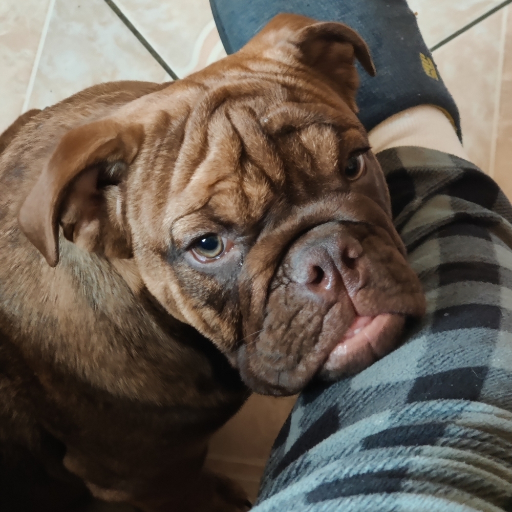 Meet your Posher, Manuel